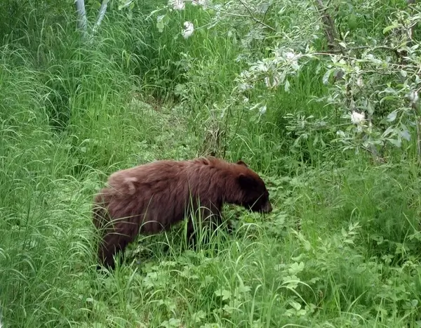 alaska bear bear black bear