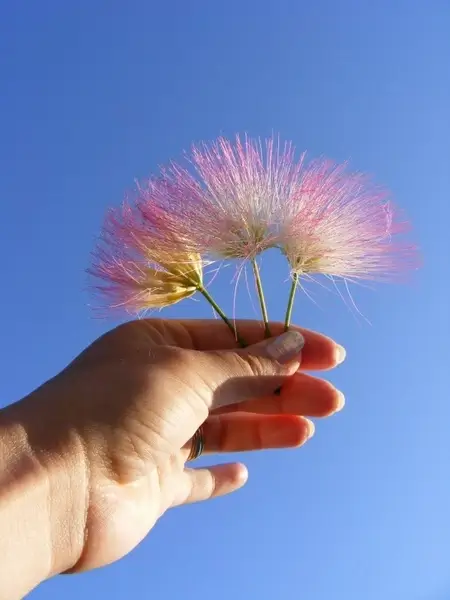 albizia blue fluffy