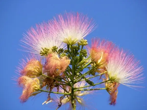 albizia blue fluffy