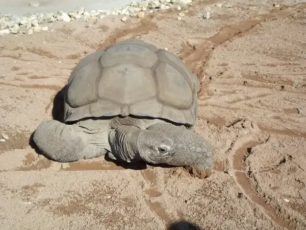 aldabran tortoise