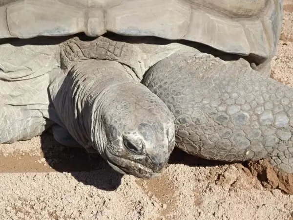 aldabran tortoise up close