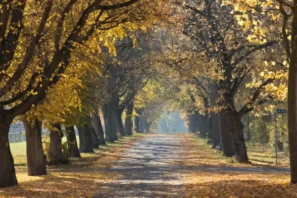 alley autumn environment fall foliage footpath