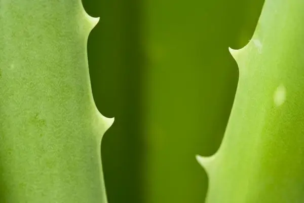 aloe barbadensis