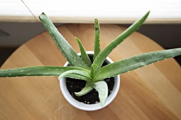 aloe blur cactus cooking flower food health health