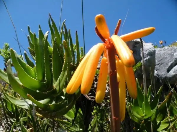 aloe commixta flower bloom