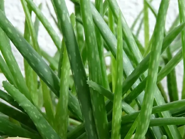 aloe flora plant