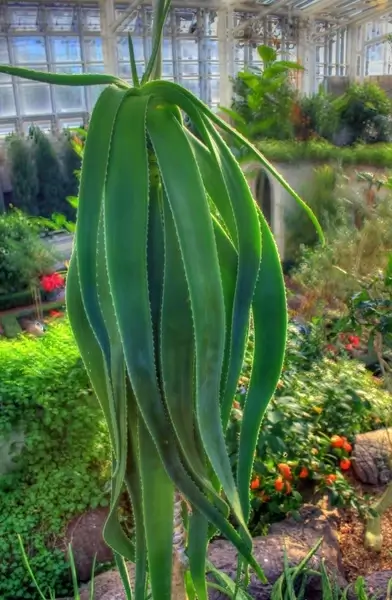 aloe plant