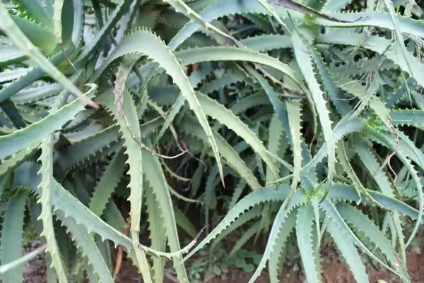 aloe vera