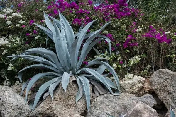 aloe vera