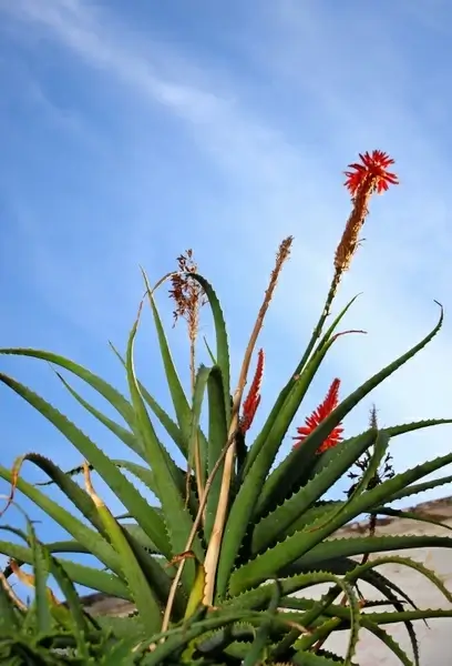 aloe vera plant