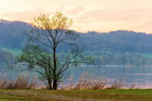 alone tree at the shore