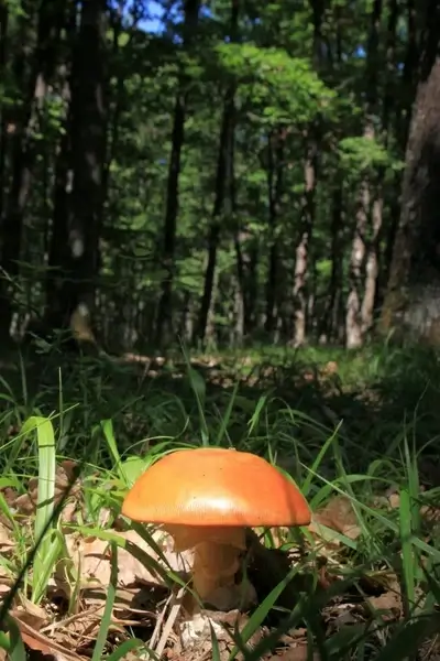 amanita caesarea sunshine
