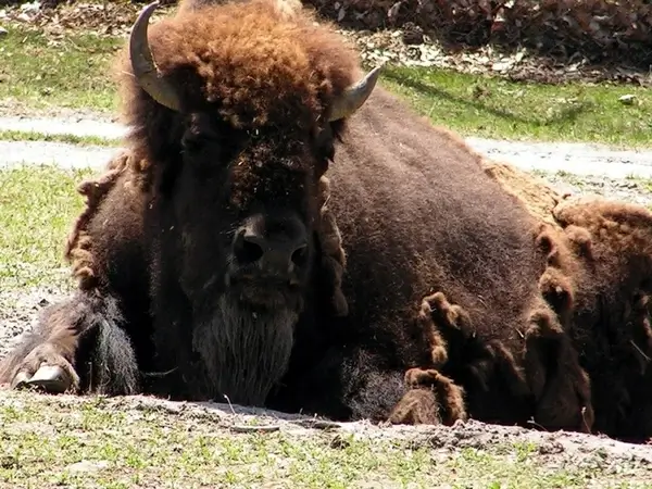 american buffalo
