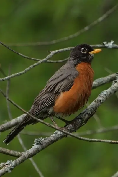 american robin