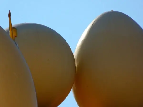 an ball fig