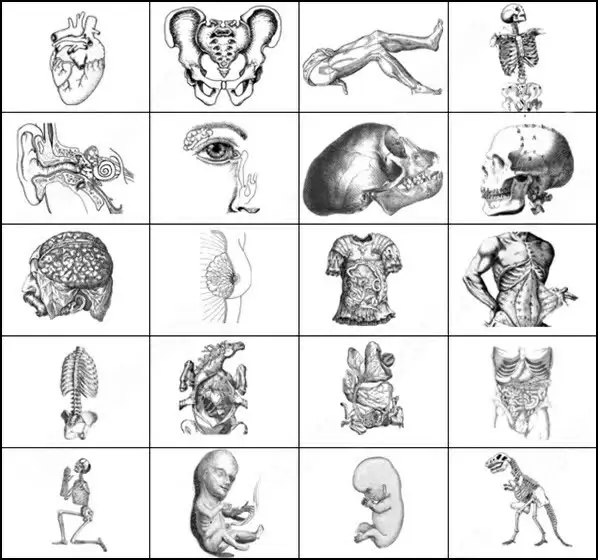 anatomy brush