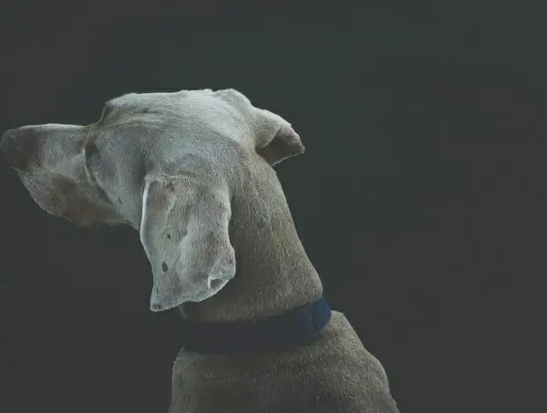 ancient black and white fine art historial history