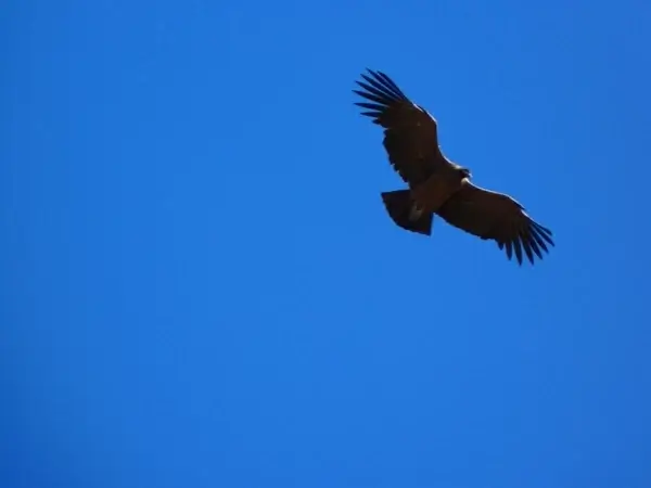 andean condor vultur gryphus bird