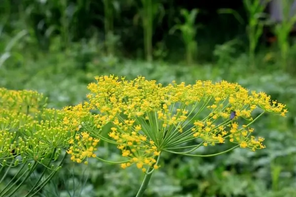 anethum apiaceae dill