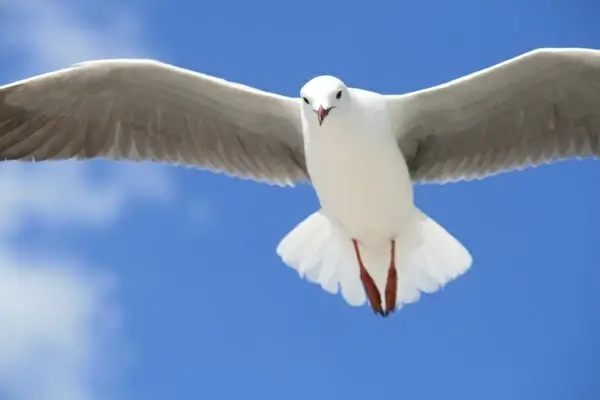animal antarctica arctic beak bird egret feather