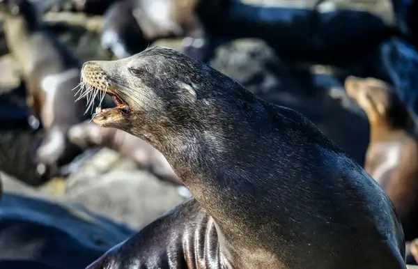 animal antarctica galapagos head lion marine nature