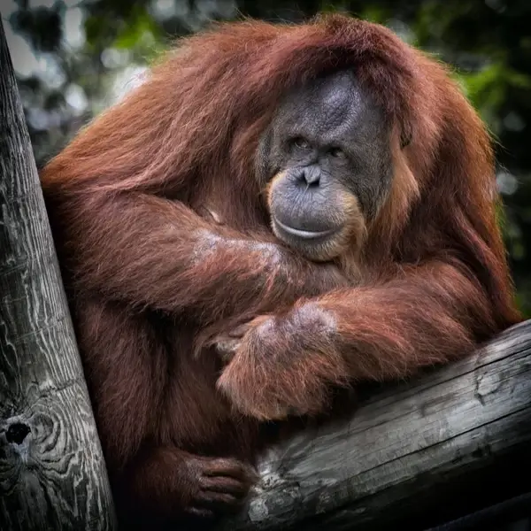 animal ape big captive chimpanzee endangered species