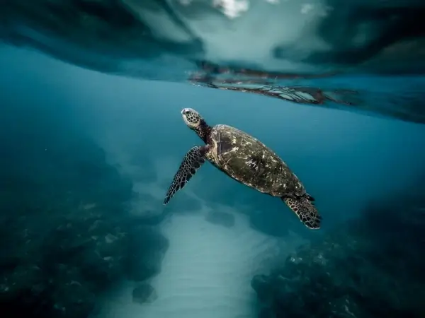 closeup of tortoise swimming under sea