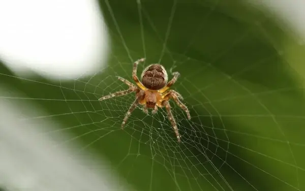 animal arachnid biology close closeup detail garden