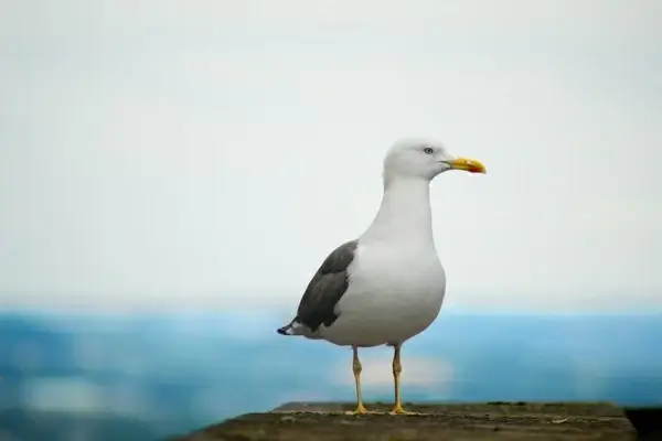 animal aves avian beach beak bird egret feather