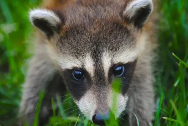 animal baby curiosity cute endangered species eyes