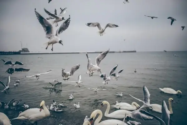 animal beach bird coast flight flock fly fowl