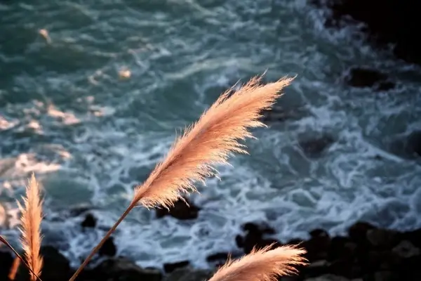 animal beach bird dof fall feather fish fly lake 