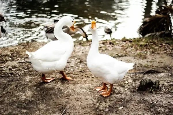 animal beak bird chick duck feather fowl geese