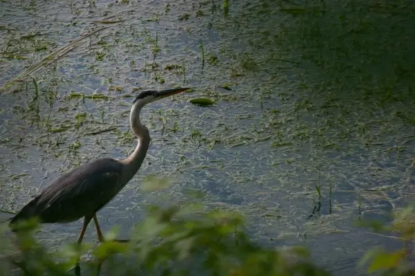 animal beak bird daytime egret everglades fowl