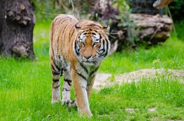 big striped tiger walking in zoo