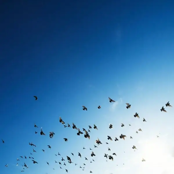 animal bird blue sky christmas flight flock fly