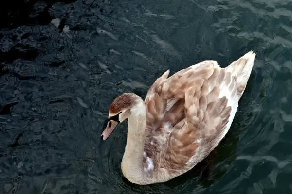 animal bird chick coast duck feeding fish fowl