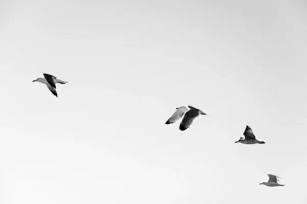 animal bird crow flight fly free geese goose gull