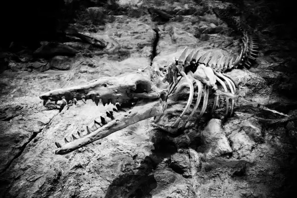 animal bone bones