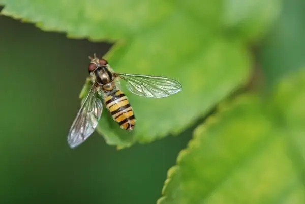 animal wasp insect