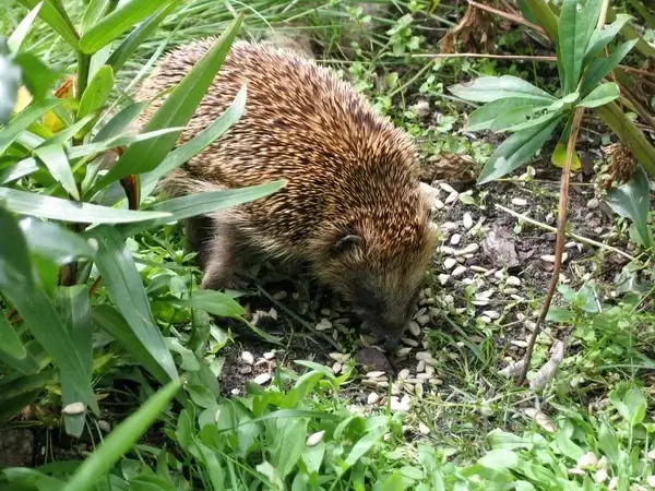 animal world nature hedgehog