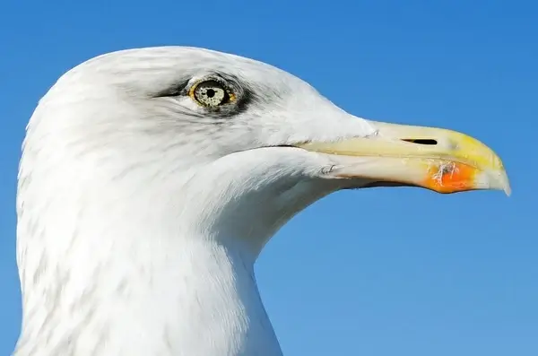 animals background beak