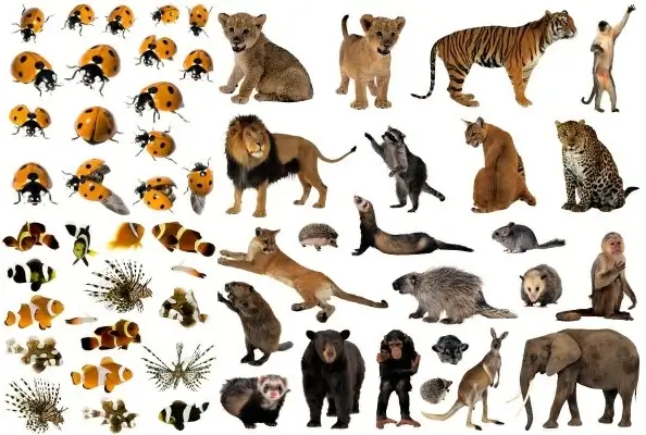 animals fish insects highdefinition picture