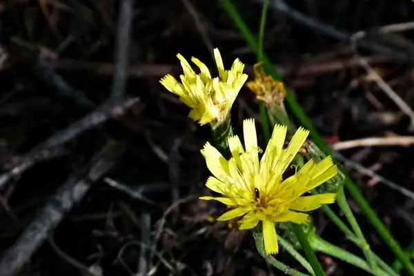 annual hawksbeard yellow wildflower