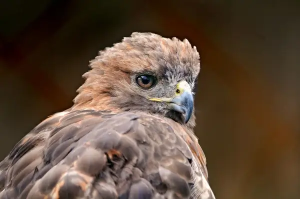 another bird model