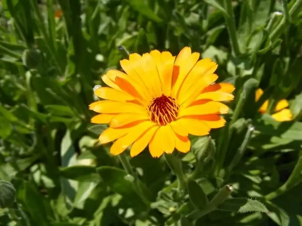 antiseptic bactericide calendula