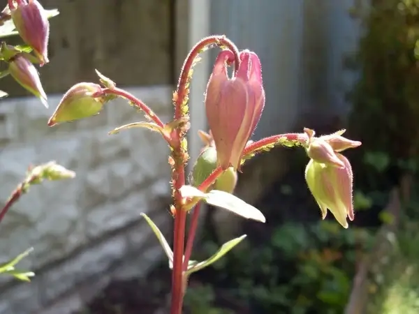 aphids on aquilegia
