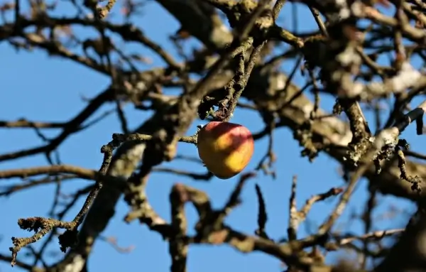 one apple on leafless branch