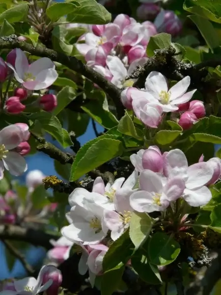 apple blossom apple tree flower 