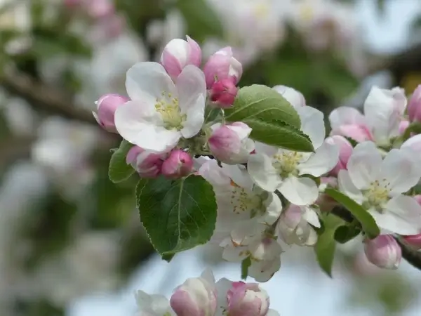 apple blossom apple tree flower